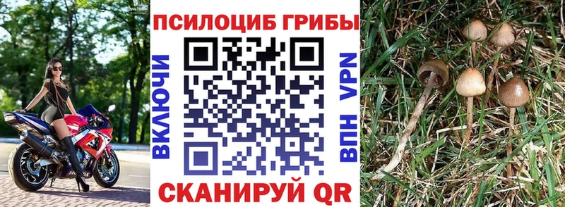 купить наркотик  Кимры  Галлюциногенные грибы Cubensis 
